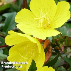 Oenothera Tetragona -Garden Central Sales Store OENO KC9121 C