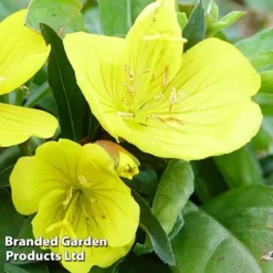 Oenothera Fruticosa 'Youngii' -Garden Central Sales Store OENO KC9122 C