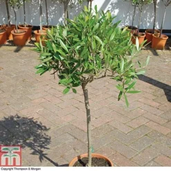 Olive Tree (Standard) -Garden Central Sales Store OLIV T45799 A