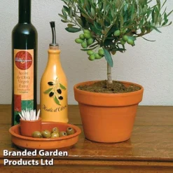 Olive Tree (Standard) -Garden Central Sales Store OLIV OLEAEUROP S25343