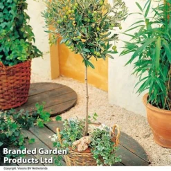 Olive Tree (Standard) -Garden Central Sales Store OLIV STANDARD H25242