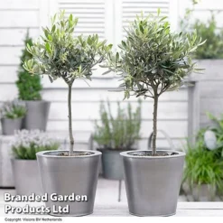 Olive Tree (Standard) -Garden Central Sales Store OLIV STANDARD H48248