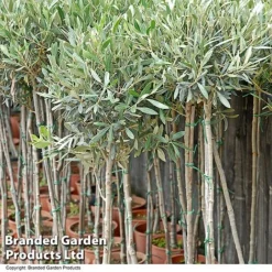 Olive Tree (Standard) -Garden Central Sales Store OLIV STANDARD T25247