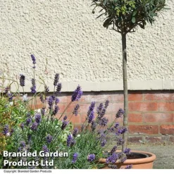 Olive Tree (Standard) -Garden Central Sales Store OLIV STANDARD T25248