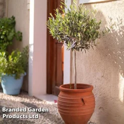 Olive Tree (Standard) -Garden Central Sales Store OLIV STANDARD W48247