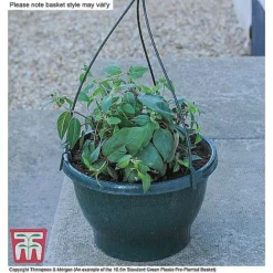 Sherbet Lemon -Garden Central Sales Store ORAN KB3430 CC1