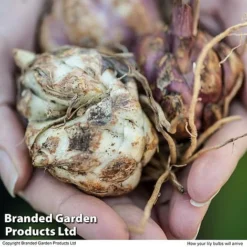 Oriental Lily Collection -Garden Central Sales Store ORIE TKA2623 E