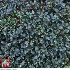Osmanthus X Burkwoodii -Garden Central Sales Store OSMA T58216 D