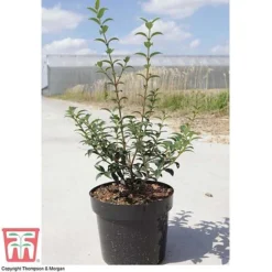 Osmanthus X Burkwoodii -Garden Central Sales Store OSMA T58216 E