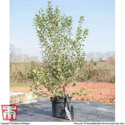 Osmanthus X Burkwoodii -Garden Central Sales Store OSMA T58216 F