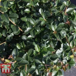 Osmanthus Delavayi -Garden Central Sales Store OSMA T63584 D
