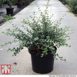 Osmanthus Delavayi -Garden Central Sales Store OSMA T63584 F1