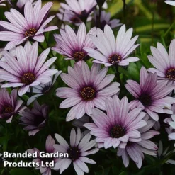 Osteospermum Blush Collection (Hardy) -Garden Central Sales Store OSTE SENNANSUN S438872