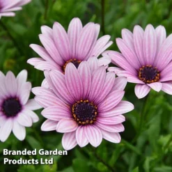 Osteospermum Blush Collection (Hardy) -Garden Central Sales Store OSTE SENNANSUN S438881
