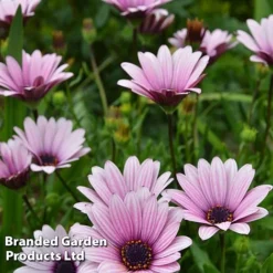 Osteospermum Blush Collection (Hardy) -Garden Central Sales Store OSTE SENNANSUN S438901