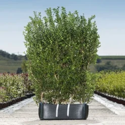 Burkwood Osmanthus Ready Bag Instant Hedge 1m (pre-grown)