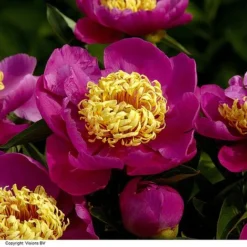 Peony Collection -Garden Central Sales Store PAEO DOREEN H319882