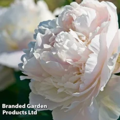 Summer Colour Bundle -Garden Central Sales Store PAEO DUCHDENEM W33407