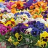 Pansy Summertime Mix (Garden Ready)