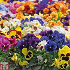 Pansy Summertime Mix (Garden Ready)
