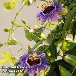 Passiflora 'Purple Haze' -Garden Central Sales Store PASS PURPLEHAZ L43580