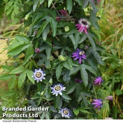 Passiflora Collection -Garden Central Sales Store PASS TRIO T44029