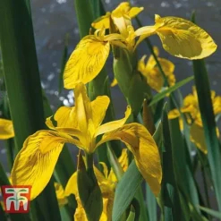 Patio Pond Plant Basket -Garden Central Sales Store PATI KB0322 D