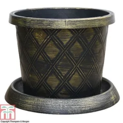 Agapanthus Midnight Cascade Collection -Garden Central Sales Store PATI T56850P B1