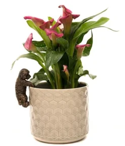 Antique Bronze Coloured Cockapoo Pot Buddy - Pot Hanger -Garden Central Sales Store PB002420CROPPED20COCKAPOO20POT20BUDDY202