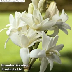 Bulb & Perennial Bumper Pack -Garden Central Sales Store PEARLS
