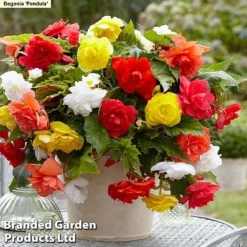 129 Bulb & Perennial Bumper Pack -Garden Central Sales Store PENDULA