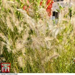 Pennisetum Alopecuroides -Garden Central Sales Store PENN 1657 A1