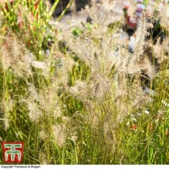 Pennisetum Alopecuroides -Garden Central Sales Store PENN 1657 A2