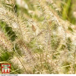 Pennisetum Alopecuroides -Garden Central Sales Store PENN 1657 A3