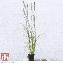Pennisetum Alopecuroides -Garden Central Sales Store PENN 16574 A1