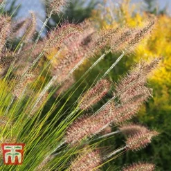 Pennisetum Viridescens -Garden Central Sales Store PENN T66359 B