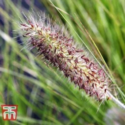 Pennisetum Viridescens -Garden Central Sales Store PENN T66359 C
