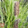 Pennisetum Viridescens