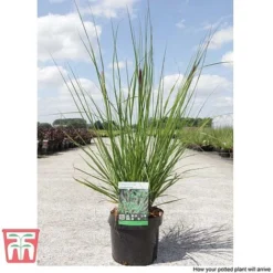 Pennisetum Viridescens -Garden Central Sales Store PENN T66359 F