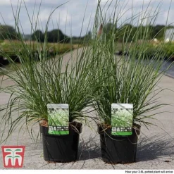 Pennisetum Alopecuroides 'Moudry' -Garden Central Sales Store PENN tka3316 B1
