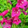 Penstemon 'Blackbird'