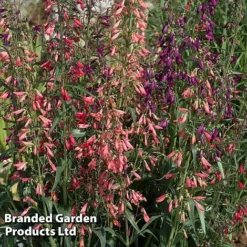 Penstemon Barbartus 'Twizzle' -Garden Central Sales Store PENS TWIZZLEMI S40558