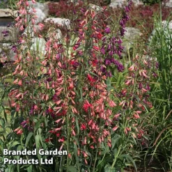 Penstemon Barbartus 'Twizzle' -Garden Central Sales Store PENS TWIZZLEMI S40559