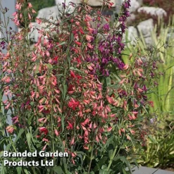Penstemon Barbartus 'Twizzle' -Garden Central Sales Store PENS TWIZZLEMI S40612