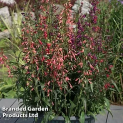 Penstemon Barbartus 'Twizzle' -Garden Central Sales Store PENS TWIZZLEMI S40614