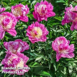 Peony Collection -Garden Central Sales Store PEON BOWLBEAUT L413252