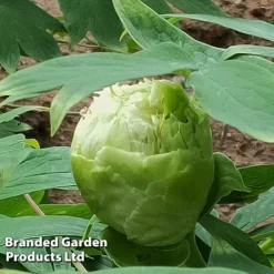Tree Peony 'Fragrant Green Ball' -Garden Central Sales Store PEON GREENFRAG S51006