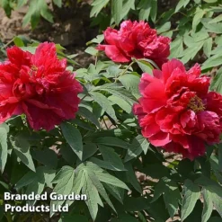 Tree Peony 'Hohki' -Garden Central Sales Store PEON HOHKI S51002