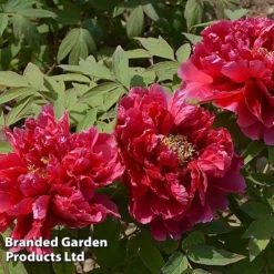 Tree Peony 'Hohki' -Garden Central Sales Store PEON HOHKI S51003