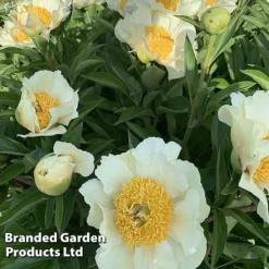 Peony Collection -Garden Central Sales Store PEON JANVANLEE L413291